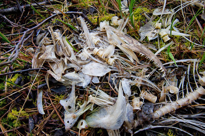 A pile of salmon bones in the forest left by bears.