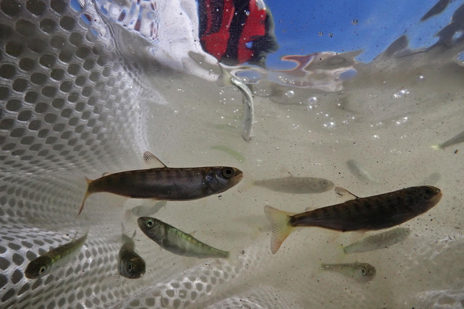 Sockeye salmon smolt captured in a net.