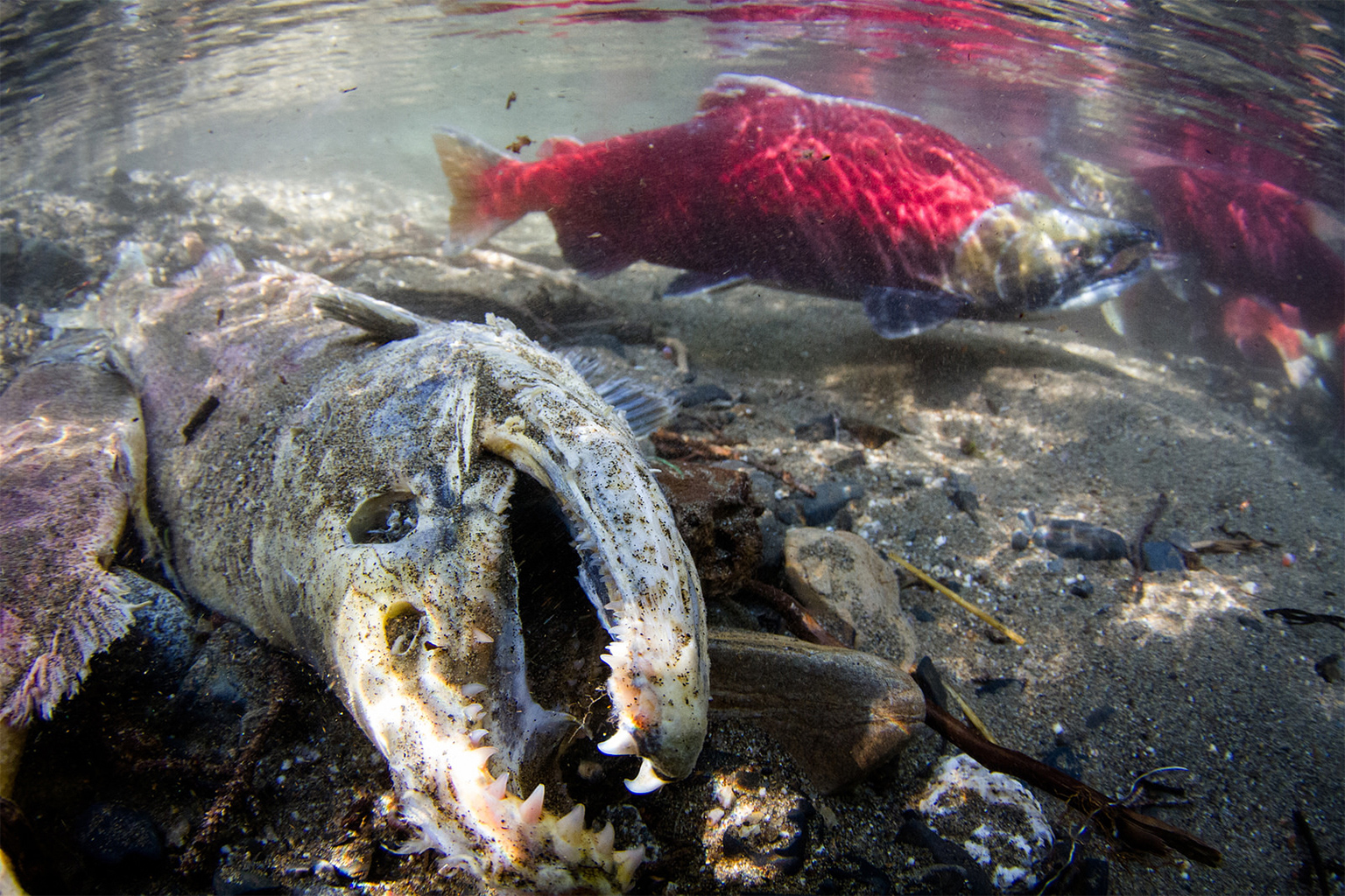 Mature sockeye salmon return to their natal streams to spawn and then die.