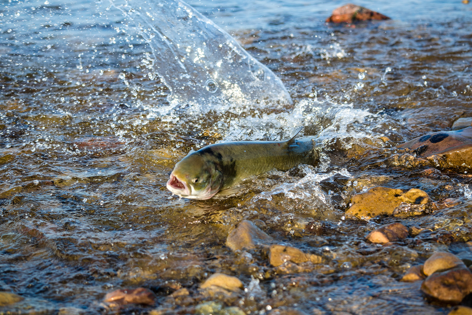 An Arctic char on its upriver migration through warm shallow water at Halokvik, Nunavut, Canada. 