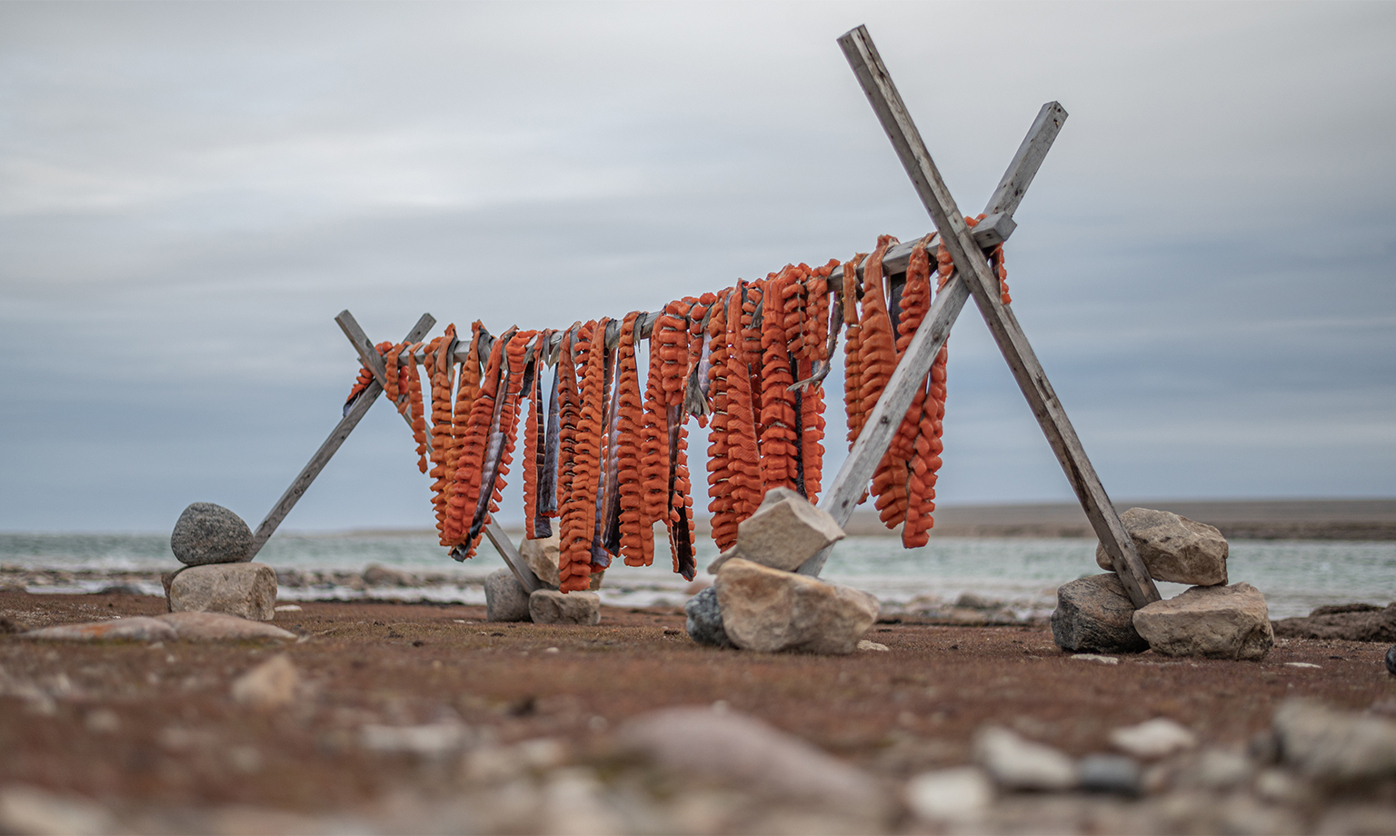 Arctic char being dried at Palik, Nunavut