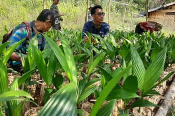 Sumber Makmur Farmers’ Collective's seed nursery.