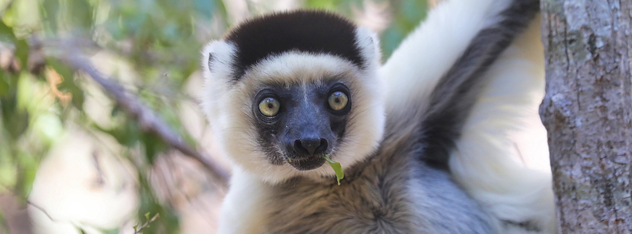Verreaux's sifaka (Propithecus verreauxi) in a dry forest in Madagascar. Photo credit: Rhett A. Butler