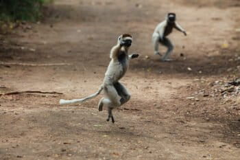 Verreaux's sifaka (Propithecus verreauxi) in a dry forest in Madagascar. Photo credit: Rhett A. Butler