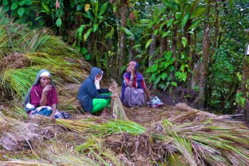 Women making skirts from grass in Southern Highlands Province of Papua New Guinea.