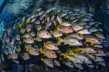 A school of snappers under a pier