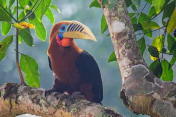 Ruous-necked hornbill by Bjorn Olesen