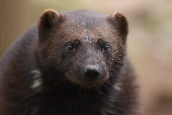 A wolverine. Image courtesy of MBarrueto via the Creative Commons, CC 2.0.
