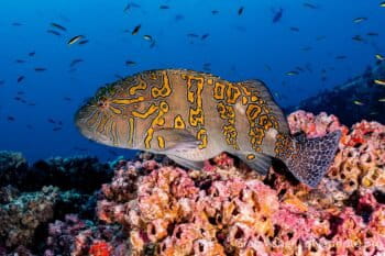 A coral reef and its residents in the Galapagos Islands, Ecuador. Image ©Greg Asner/divephoto.org.