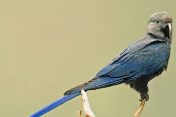 Spix’s macaw