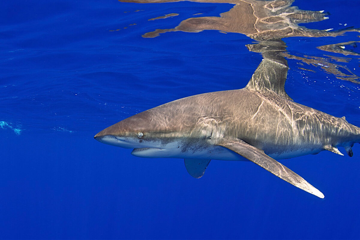 An oceanic whitetip shark.