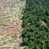 In just a few months, Global Green have cleared vast swathes of forest in Prey Lang, opening the northern section of the wildlife sanctuary up to more potential deforestation. Image by Gerald Flynn / Mongabay.