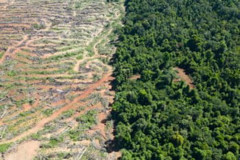 In just a few months, Global Green have cleared vast swathes of forest in Prey Lang, opening the northern section of the wildlife sanctuary up to more potential deforestation. Image by Gerald Flynn / Mongabay.