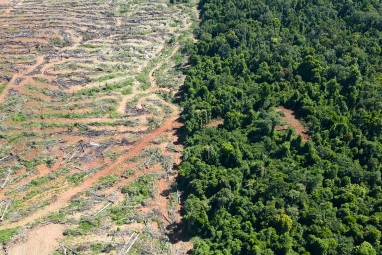 In just a few months, Global Green have cleared vast swathes of forest in Prey Lang, opening the northern section of the wildlife sanctuary up to more potential deforestation. Image by Gerald Flynn / Mongabay.