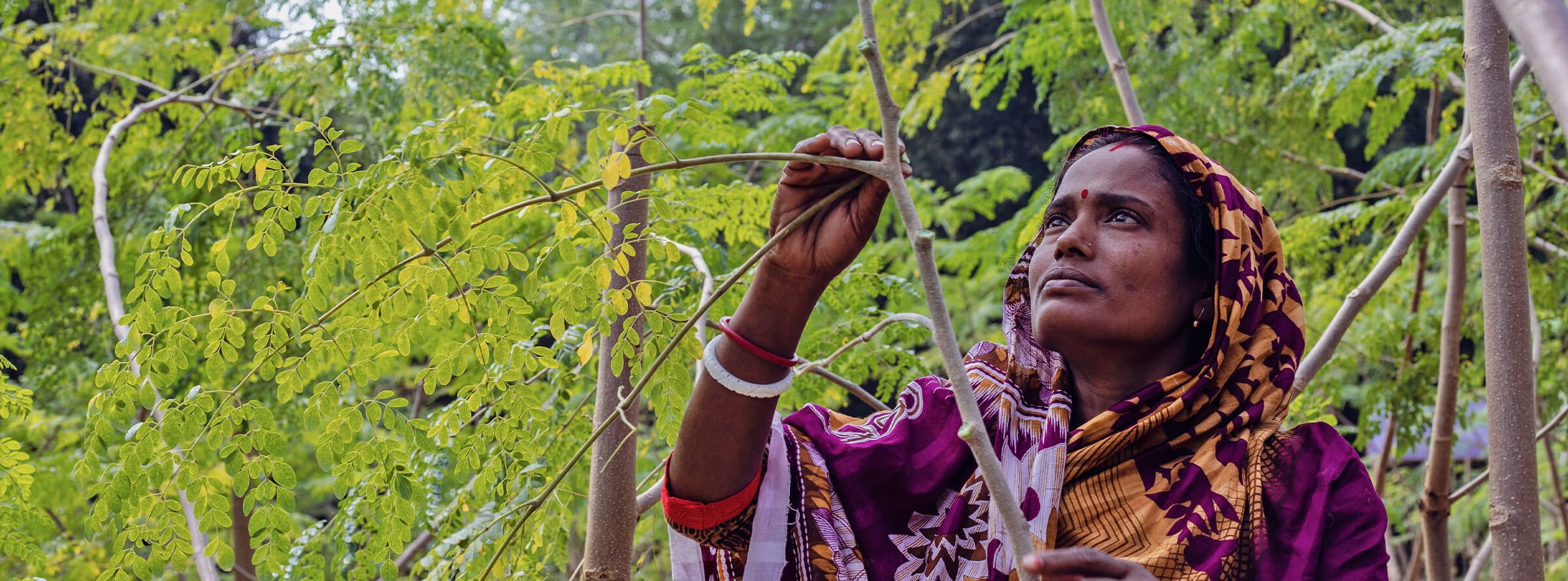 A farmer plucks moringa leaves.