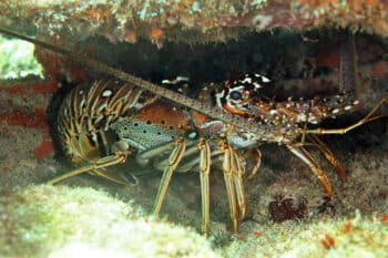 A Caribbean spiny lobster (Panulirus argus).