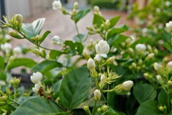 Jasmine is commonly used to flavor tea and as an offering in devotional ceremonies.