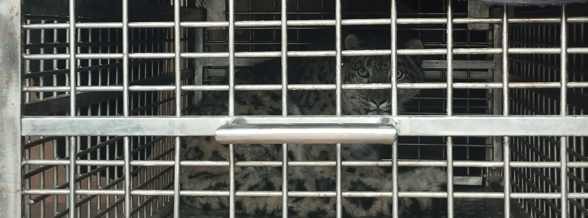 Snow leopard found in Nepal's plains