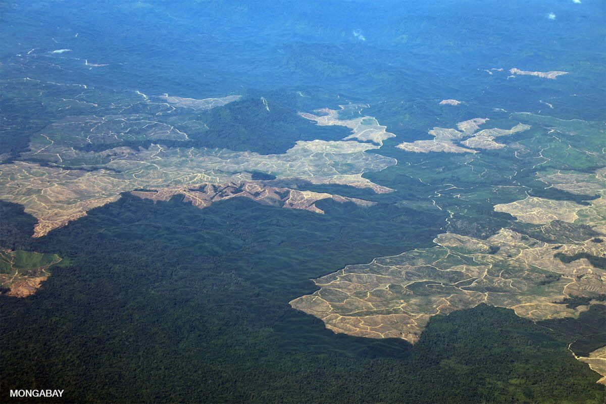 Industrial oil palm development outside Balikpapan