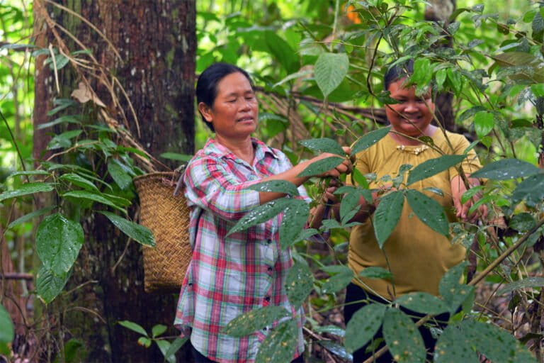 A group of Dayak women weavers look for leaves for natural dyes in the forest.