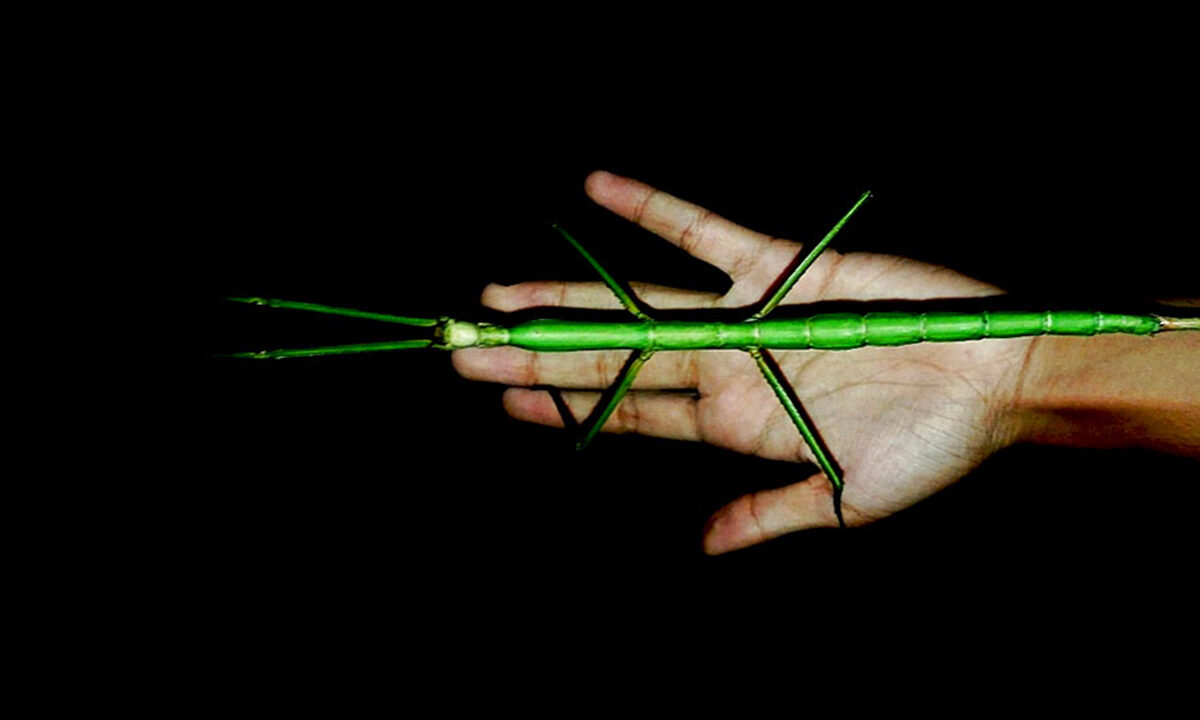 The length of the newly described stick insect can reach up to 35 cm (13.7 in).