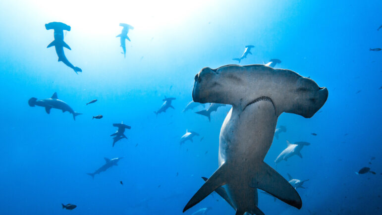 The lab-in-a-backpack busting illegal shark fins: Interview with Diego Cardeñosa