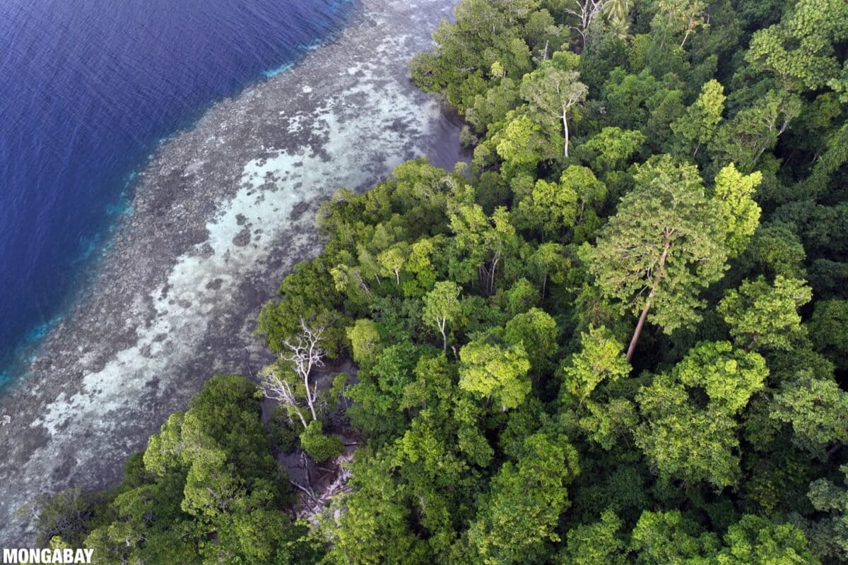 Indonesia forest and ocean