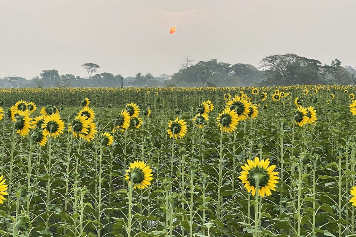 In Bangladesh, sunflower grows where other crops don’t amid increasing