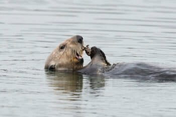 Sea otters eating clams in California.