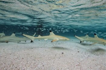 Blacktip sharks.
