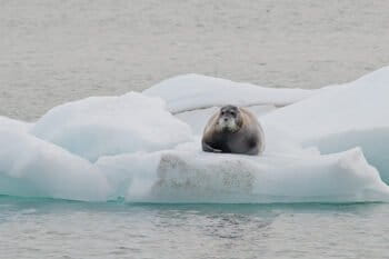 A bearded seal in Svalbard.