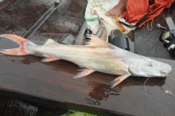 Dorado catfish. Image courtesy of Instituto de Desenvolvimento Sustentável Mamirauá via Macaulay Library.