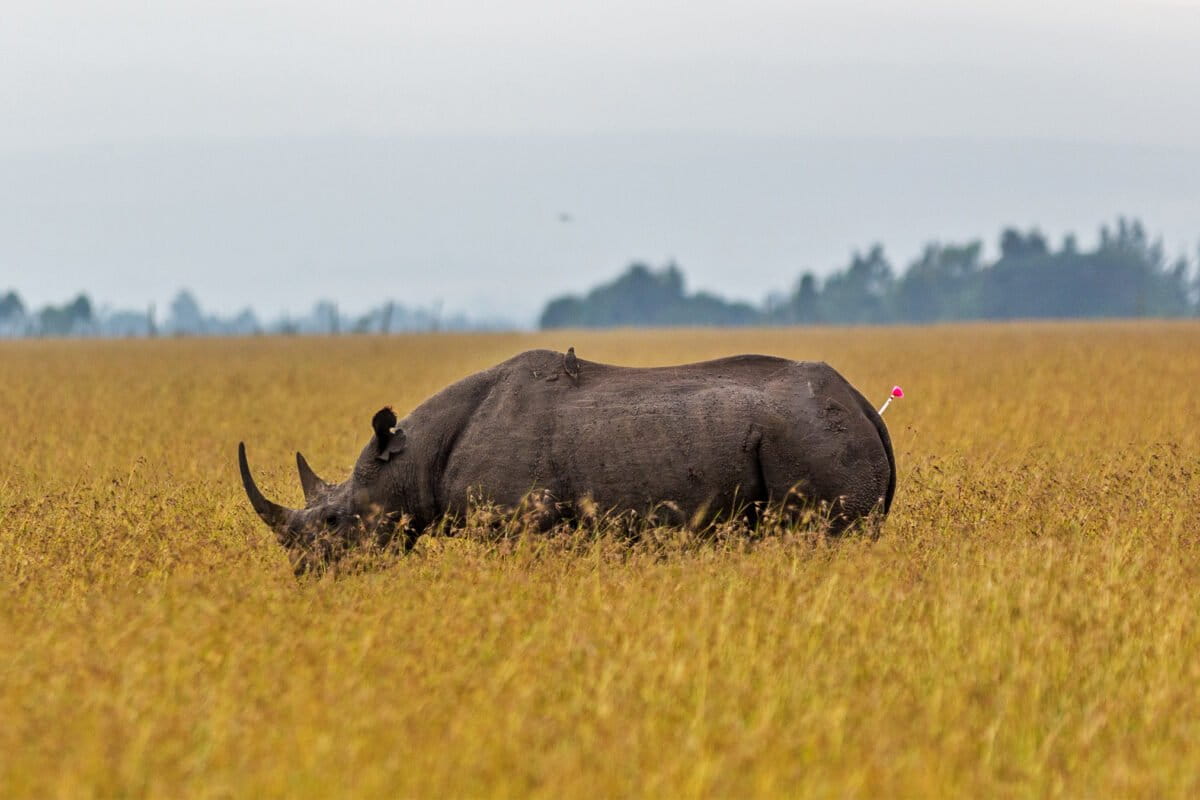 A black rhino in Loisaba Conservancy.