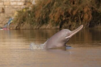 An Indus river dolphin (Platanista minor). This species is found in a small area of the Indus River, near the city of Sukkur in the central province of Sindh, Pakistan. Image courtesy of WWF Pakistan.