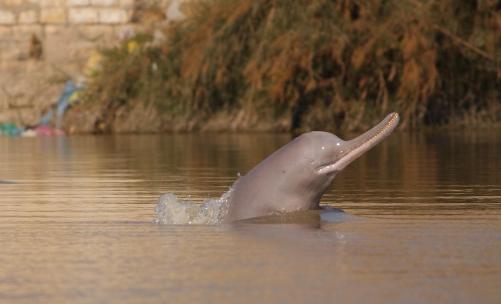 indus-river-dolphins-survival-is-our-responsibility-commentary