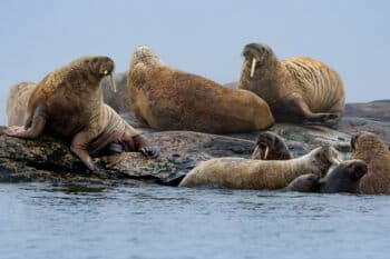 Walruses east of Svalbard in the Barents Sea.