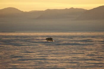 A poler bear.