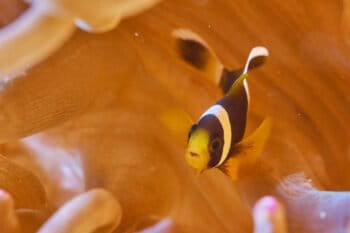 An anemone fish in Hong Kong's coral reefs.