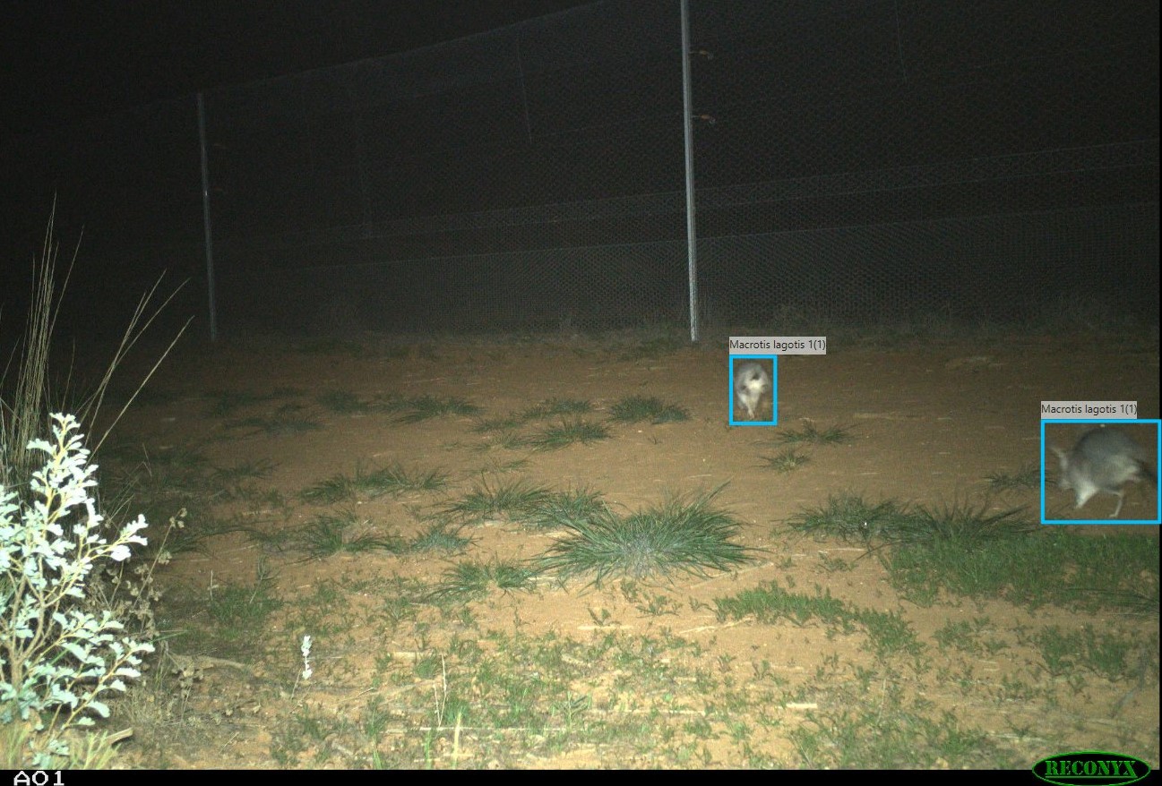 The AI model developed by Australian Wildlife Conservancy identifies two animals in a camera-trap image as bilbies. 