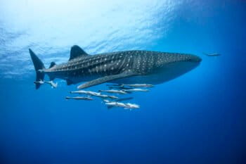 A whale shark with remoras.