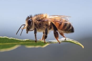 Image of a honeybee by Andrea Fabiani Ph via Wikimedia Commons (CC BY-SA 3.0).