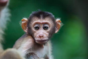 A southern pig-tailed macaques infant.