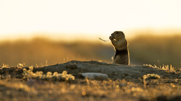 Prairie dogs, from the same family of animals as squirrels, are considered a keystone species in grasslands.