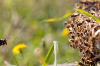 A yellow-legged hornet "hawking," hovering in front of a honeybee hive to pick slower-moving bees out of midair.