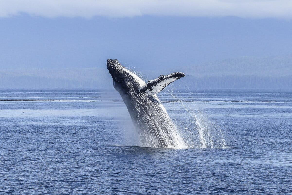 Australia celebrates ‘humpback comeback,’ but a main food source is under threat