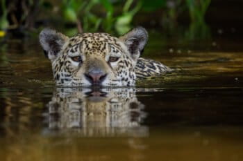 A jaguar