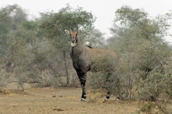 Nilgais are the largest antelope species in Asia.