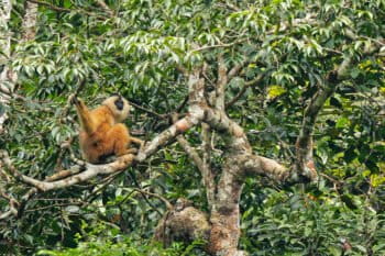 A Cao-vit gibbon in a tree.
