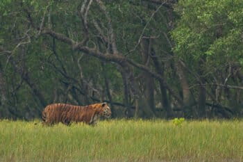A tiger in Sundarbans.