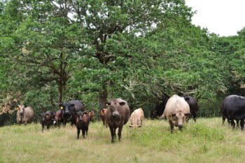 Cows in a farm with trees.